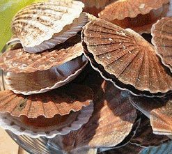 COQUILLES SAINT-JACQUEES