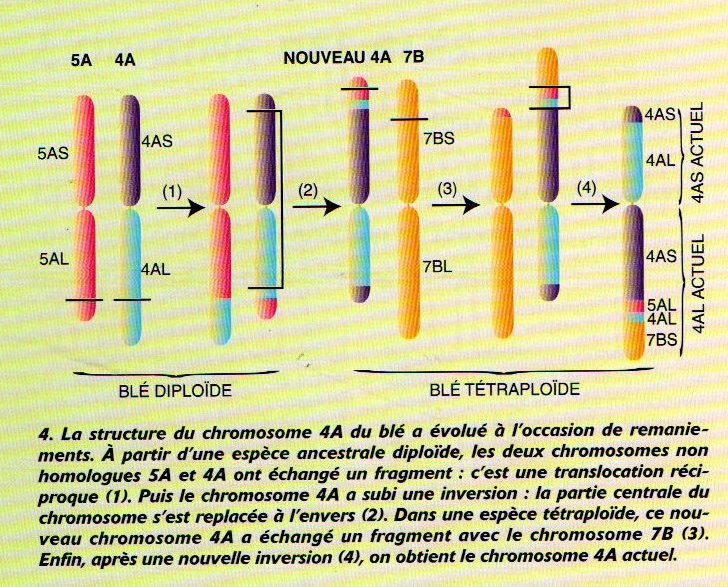 domestication figure 4 page 62 dossier PLS Janvier 2000 de la graine à la plante