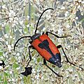 Lepture porte cœur • Corymbia cordigera • famille des Cerambycidae