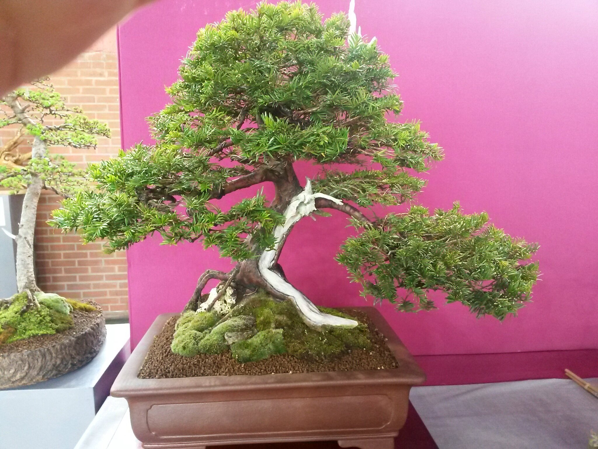 Exposition de bonsais du Zen Bonsai Club 16/17 avril 2016 Opale Bonsaï