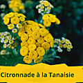 28 TANAISIE Citronnade à la Tanaisie