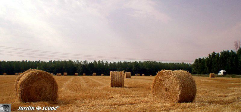 Un champ de bottes de foin dans le Loiret
