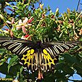 Troides aeacus • Famille des Papilionidae