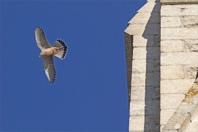 Oiseau faucon crécerelle église St Etienne 221120 8 ym