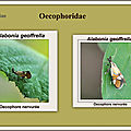 Alabonia geoffrella (Linnaeus, 1767) Oecophore nervurée