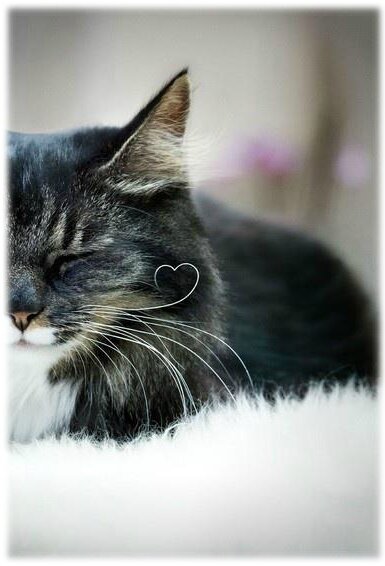 saintvalentin2014