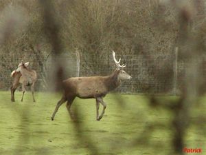 Cerfs