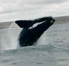baleine_avant
