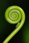 spirale verte