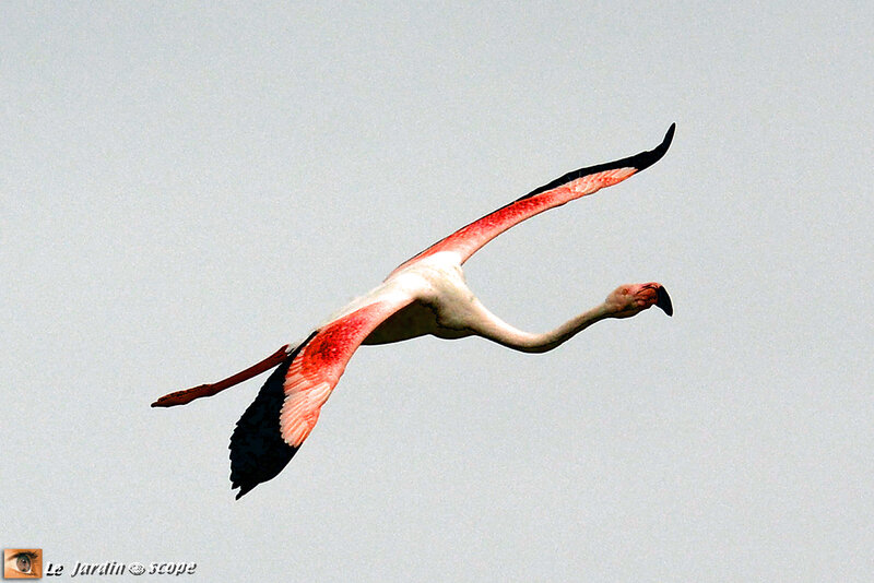 PAT_6732-Flamant-rose-en-vol