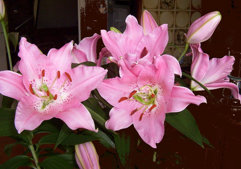 lys rose en pot le blog de solane