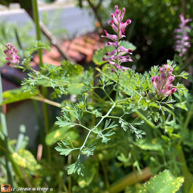 Fumaria-muralis-1