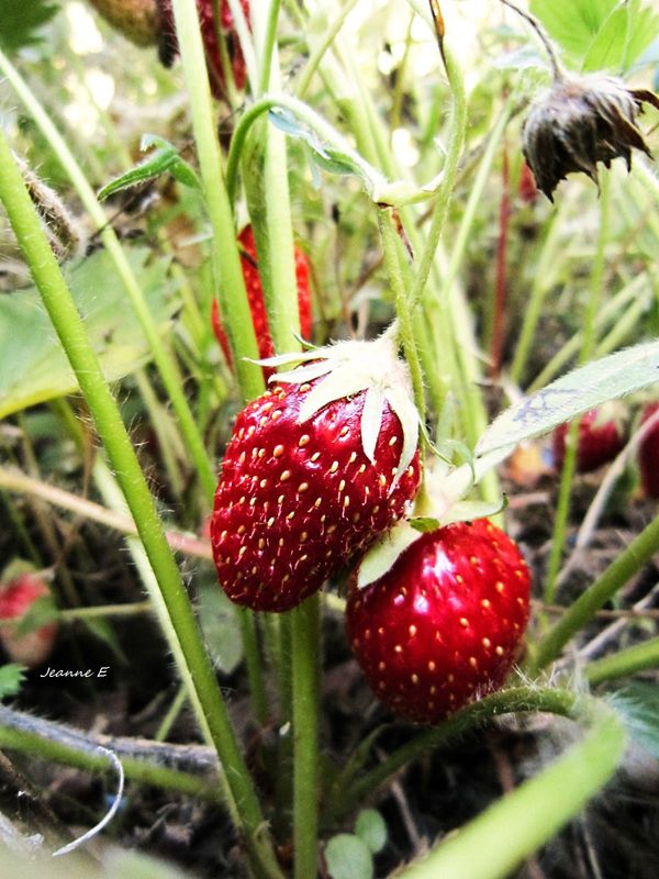 comme un parfum de fraises