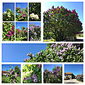 Les lilas, derniers bouquets...