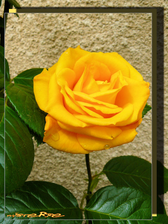 rosejaune
