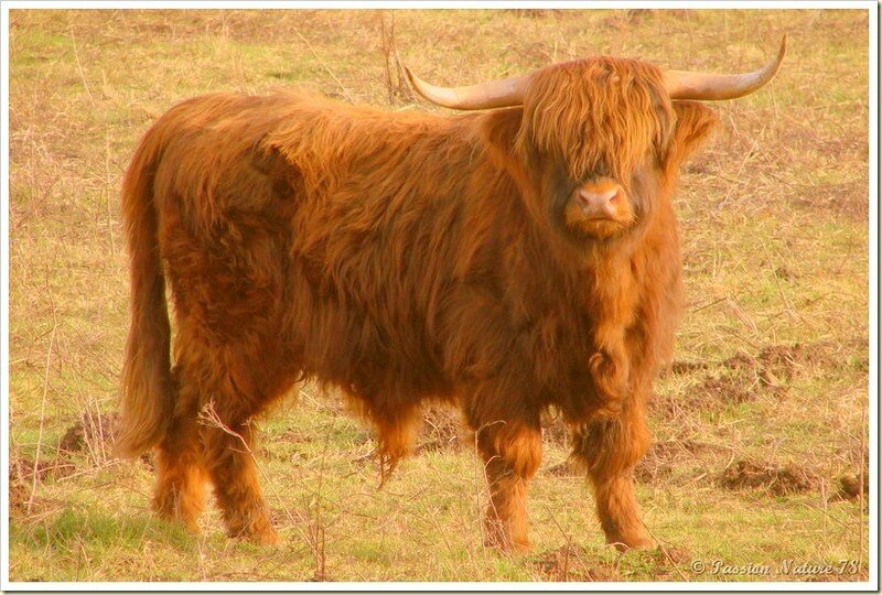 La vache de race Highland (13)