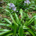 scille lis-jacinthe ou jacinthe des Pyrénées
