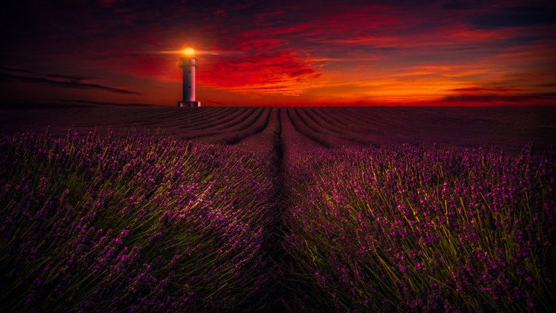 sunset-lavender-fields-lighthouse-orange-sky-flowers-1502x845-2516