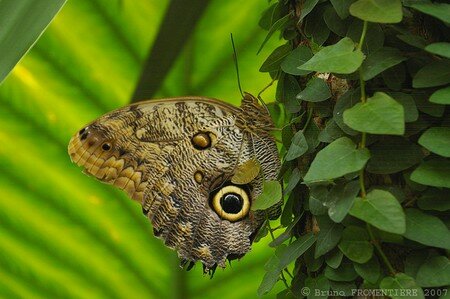 Papillon_4