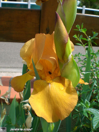Iris