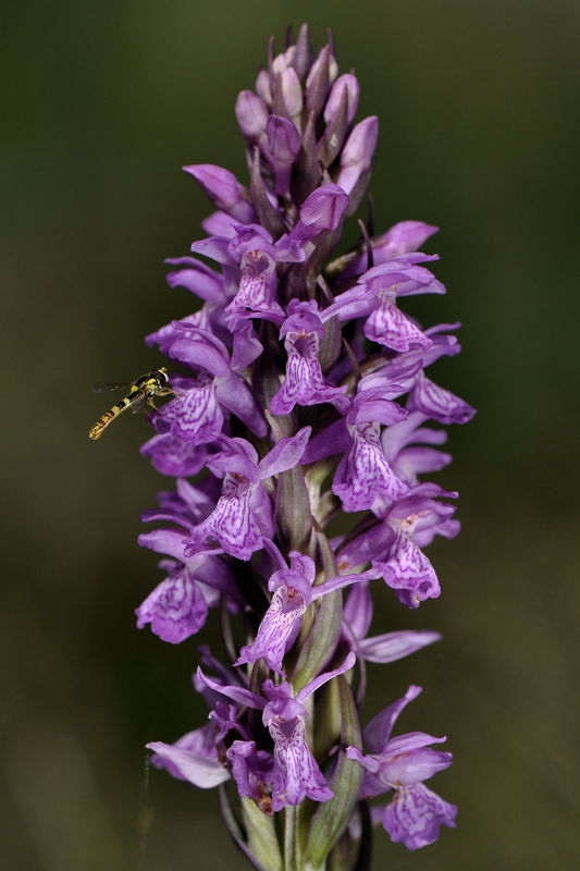 _DSC0004_Dactylorhiza_brennensis_cyrphe