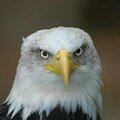 Oiseaux