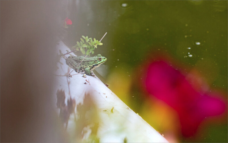 Ville grenouille bassin 300619 ym 8 reflets fleurs