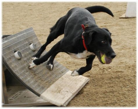 flyball (9)
