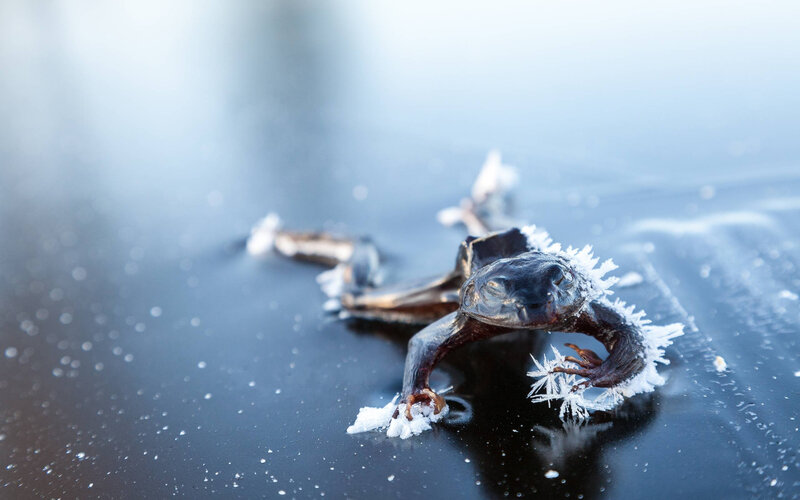 grenouille