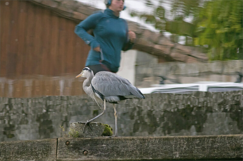 oiseau héron reflet avec joggueuse 1 071019