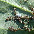 larve de coccinelle genre Scymus mangeant des pucerons