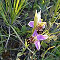 ophrys-52