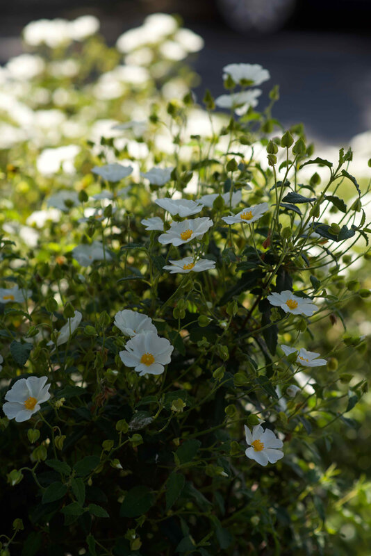 fleurs blanches bosquet - 1