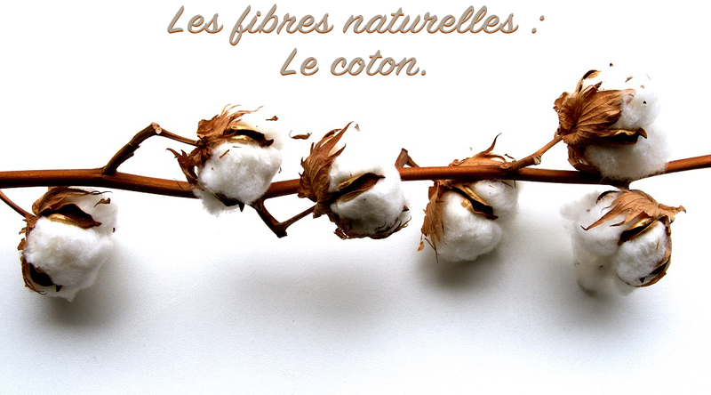 Les-fibres-naturelles-Le-coton-1038x576