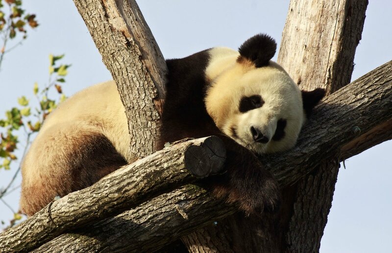 90-Panda Geant