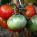 Tomates