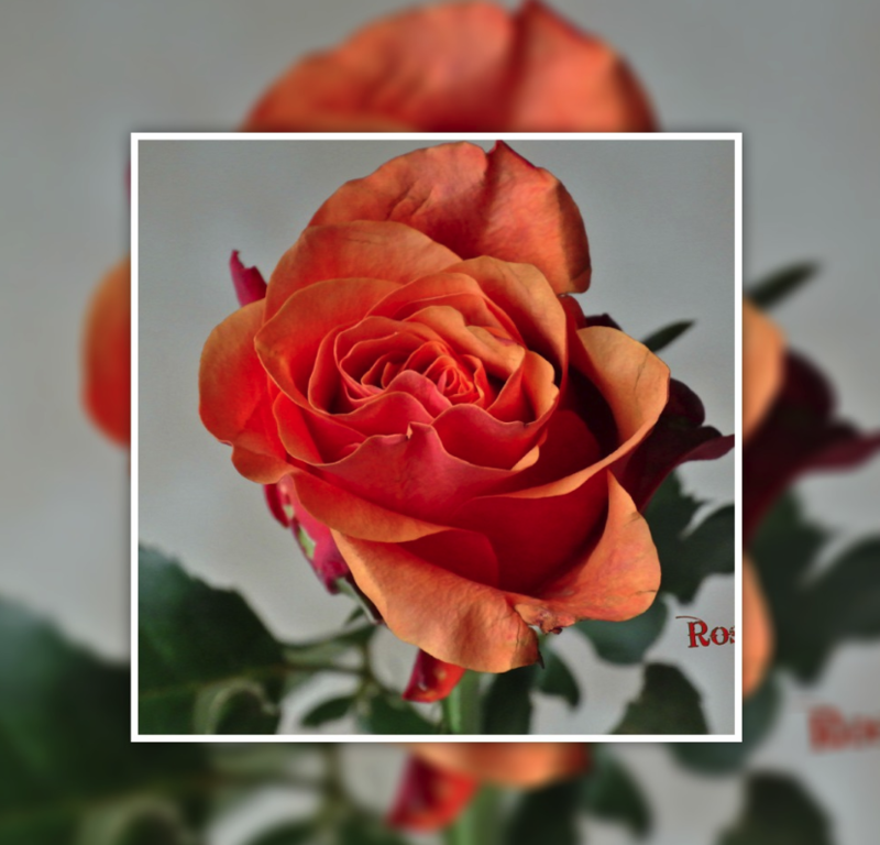 Une magnifique rose offerte par VÃ©lÃ©rie Rose63