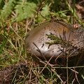 La fin de l'été marque le retour de la saison des champignons...