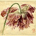 Jan van huysum (dutch, 1682-1749), flower study; ragged pink-mauve flowerhead bent over, 1697-1749. watercolour, height: 121 mi