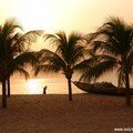 A0137-palmeraieplage