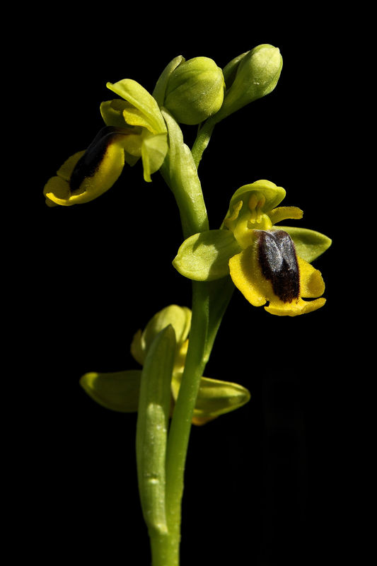 _DSC0397_Ophrys_lutea