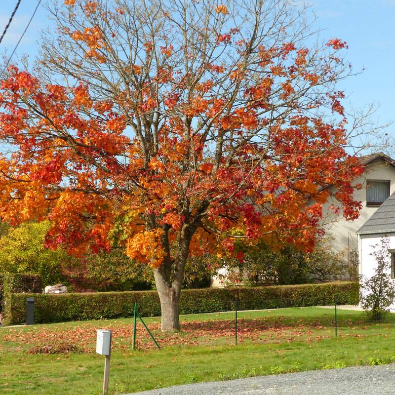 aaa les couleurs automne maison voisinage