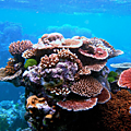 Un poisson sur quatre vit grâce au corail - one in four fish lives with coral