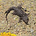 IMG_0012 - Copie