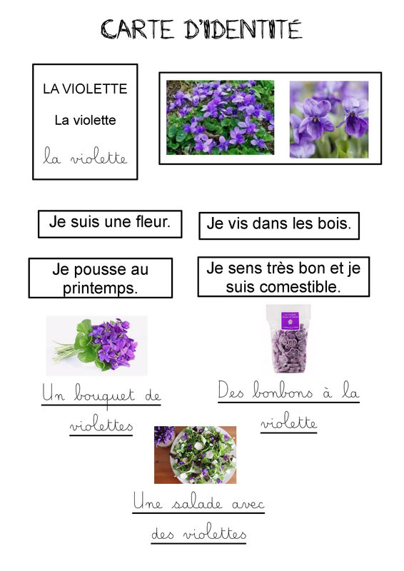 17 Violettes
