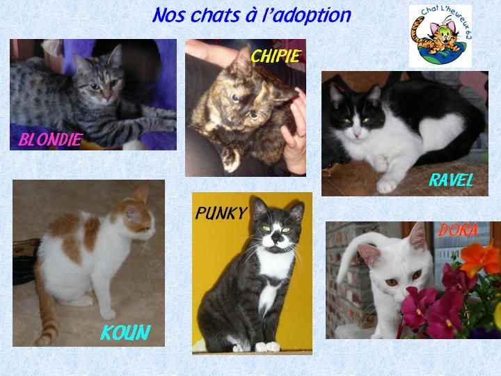 Chat L Heureux 62