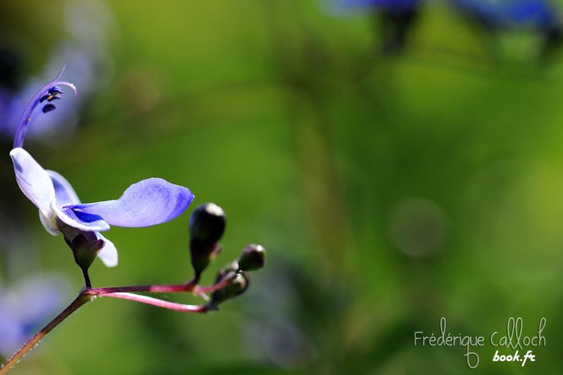 ParcFloral290713©Frédériquecalloch (42)