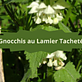 6 LAMIERS(1)Gnocchis au Lamier Tacheté