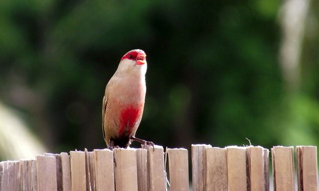 Un Petit Poisson Un Petit Oiseau Du Bout Du Monde