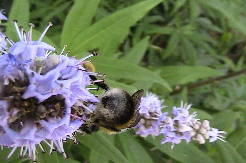abeille 2
